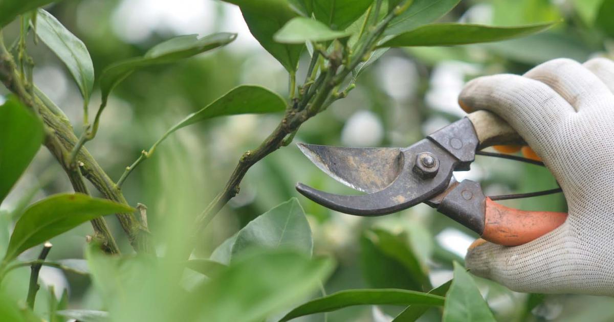 Fruit & Citrus Pruning Scotts Australia